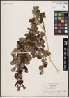 Foto von Salix aurita L.